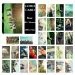 مجموعة فوتوكارد BTS — إصدار "BTS" • إصدار جامع — BTS Random Pack