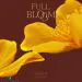 Official Album Punch Mini Album Vol2 FULL BLOOM