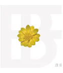 Official Album BF Mini Album 설화
