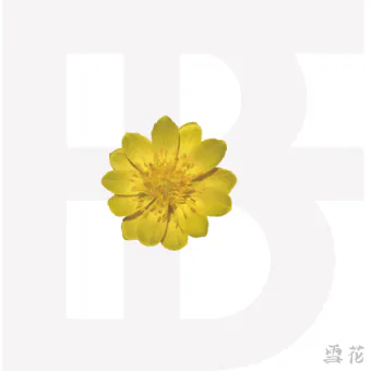 Official Album BF Mini Album 설화